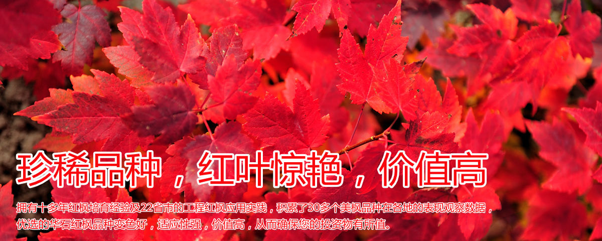 變色驚艷、品種稀缺、價(jià)值高