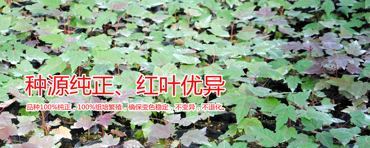 種源純正、表現(xiàn)優(yōu)異